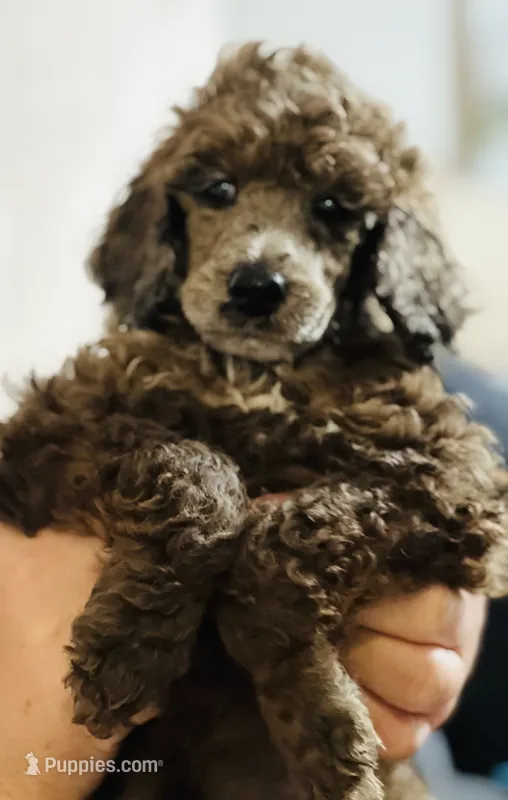 Poodle Standard  – Poodle - Standard  puppy for sale in Houston, TX