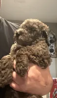 Poodle Standard , a male Poodle - Standard  for sale in Houston, TX – 6 of 10