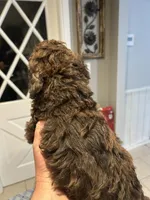 Poodle Standard , a male Poodle - Standard  for sale in Houston, TX – 5 of 10