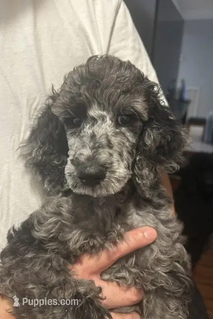 Poodle Standard  – Poodle - Standard  puppy for sale in Houston, TX