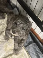 Poodle Standard , a male Poodle - Standard  for sale in Houston, TX – 4 of 10