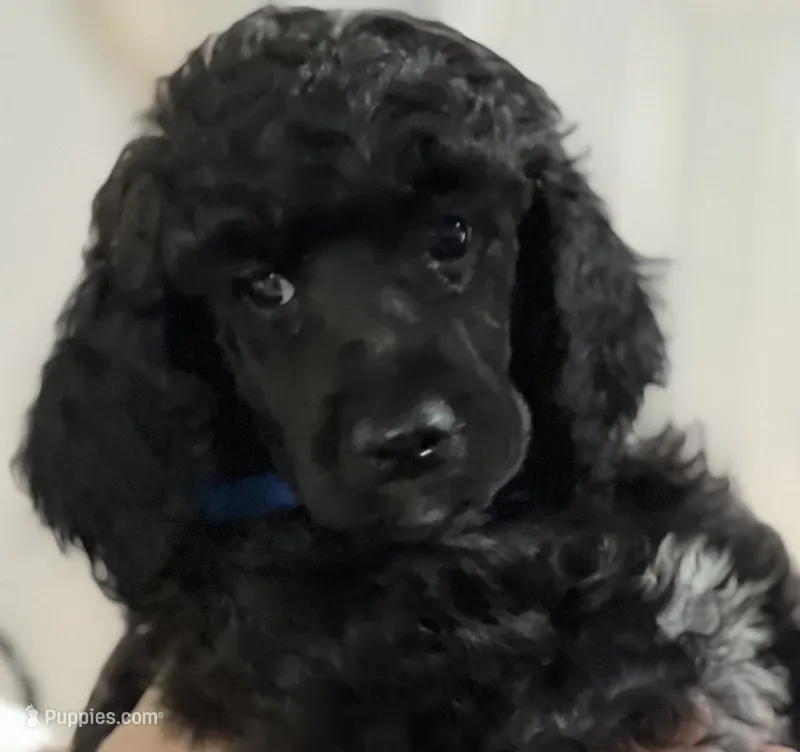 Poodle Standard  – Poodle - Standard  puppy for sale in Houston, TX