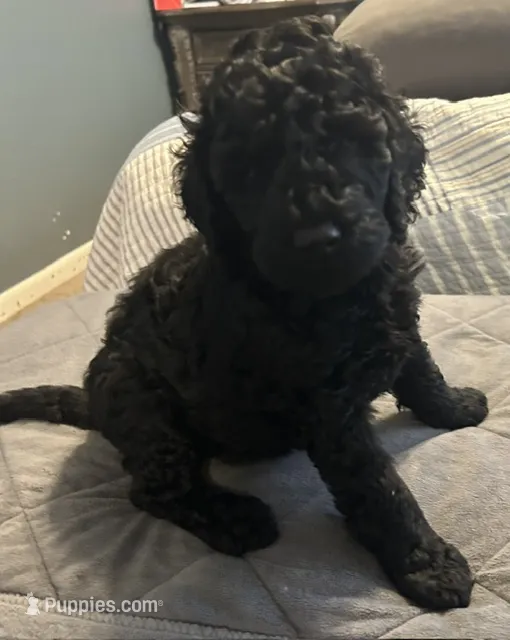 Poodle Standard  – Poodle - Standard  puppy for sale in Houston, TX