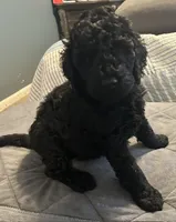 Poodle Standard , a male Poodle - Standard  for sale in Houston, TX – 1 of 10