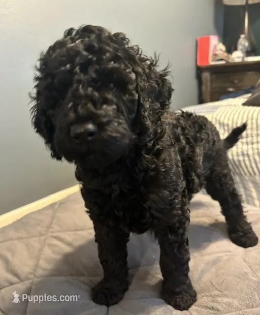 Poodle Standard  – Poodle - Standard  puppy for sale in Houston, TX