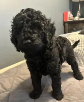 Poodle Standard , a male Poodle - Standard  for sale in Houston, TX – 2 of 10