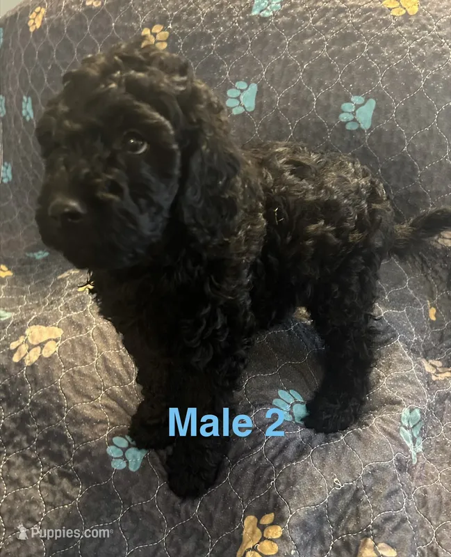 Goldendoodles  – Goldendoodle puppy for sale in Houston, TX