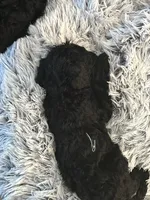 Poodle Standard , a male Poodle - Standard  for sale in Houston, TX – 10 of 10