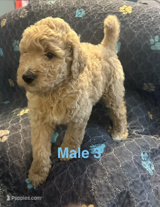 Goldendoodles  – Goldendoodle puppy for sale in Houston, TX