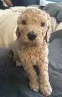 Goldendoodles , a male Goldendoodle for sale in Houston, TX – 3 of 6