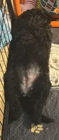 Poodle Standard , a male Poodle - Standard  for sale in Houston, TX – 7 of 10