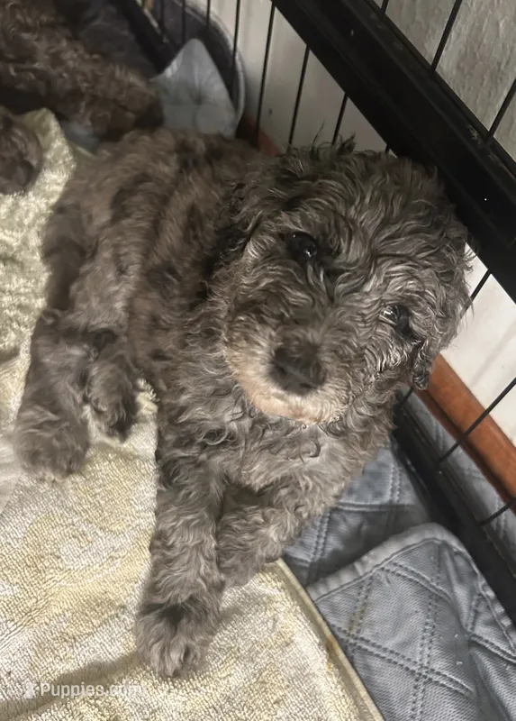 Goldendoodles  – Goldendoodle puppy for sale in Houston, TX