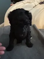 Goldendoodles , a male Goldendoodle for sale in Houston, TX – 2 of 6