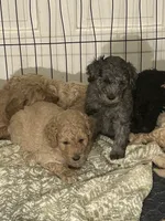 Goldendoodles , a male Goldendoodle for sale in Houston, TX – 6 of 6