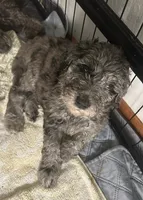 Poodle Standard , a male Poodle - Standard  for sale in Houston, TX – 3 of 10