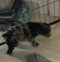 Poodle Standard , a male Poodle - Standard  for sale in Houston, TX – 8 of 10