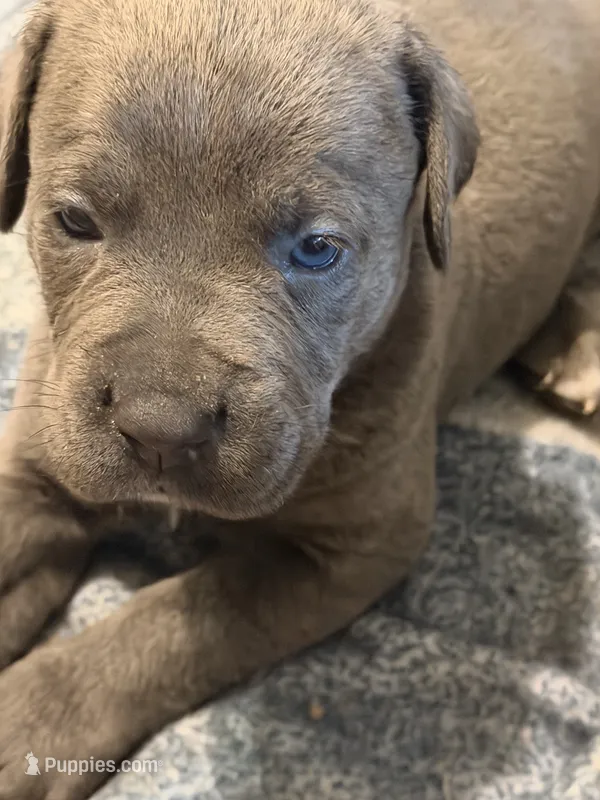Zeus – Cane Corso puppy for sale in Arthur, IL