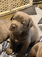 Zeus, a male Cane Corso for sale in Arthur, IL – 3 of 3