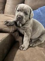 Zeus, a male Cane Corso for sale in Arthur, IL – 2 of 3