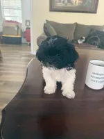 Little Dog, a female Shih Tzu for sale in Lewisville, TX – 3 of 6