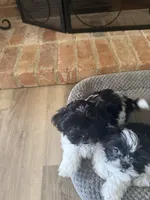 Little Dog, a female Shih Tzu for sale in Lewisville, TX – 5 of 6
