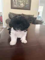 Little Dog, a female Shih Tzu for sale in Lewisville, TX – 4 of 6