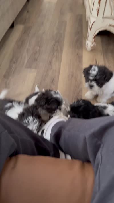 Little Dog, a female Shih Tzu for sale in Lewisville, TX – 6 of 6