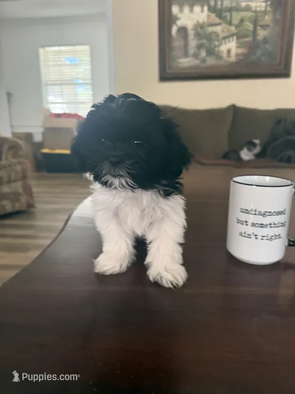 Little Dog – Shih Tzu puppy for sale in Lewisville, TX
