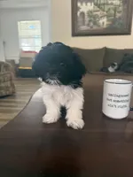 Little Dog, a female Shih Tzu for sale in Lewisville, TX – 1 of 6