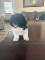 Little Dog, a female Shih Tzu for sale in Lewisville, TX – 2 of 6