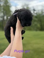Sis, a female Newfoundland for sale in Vader, WA – 1 of 4
