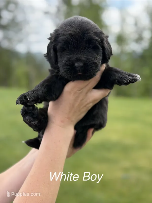Mini Mudge – Newfoundland puppy for sale in Vader, WA
