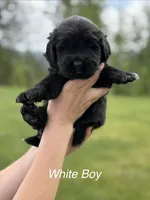 Mini Mudge, a male Newfoundland for sale in Vader, WA – 1 of 4