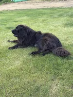 Mini Mudge, a male Newfoundland for sale in Vader, WA – 4 of 4