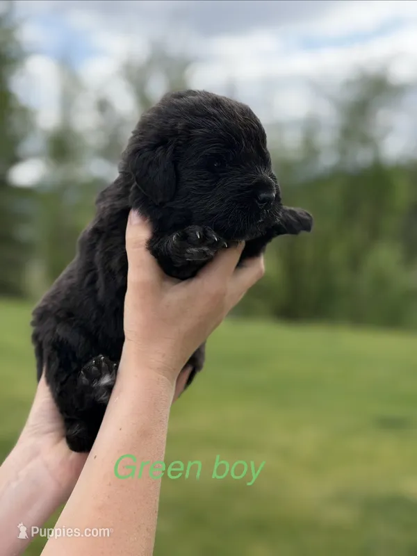 Fred – Newfoundland puppy for sale in Vader, WA
