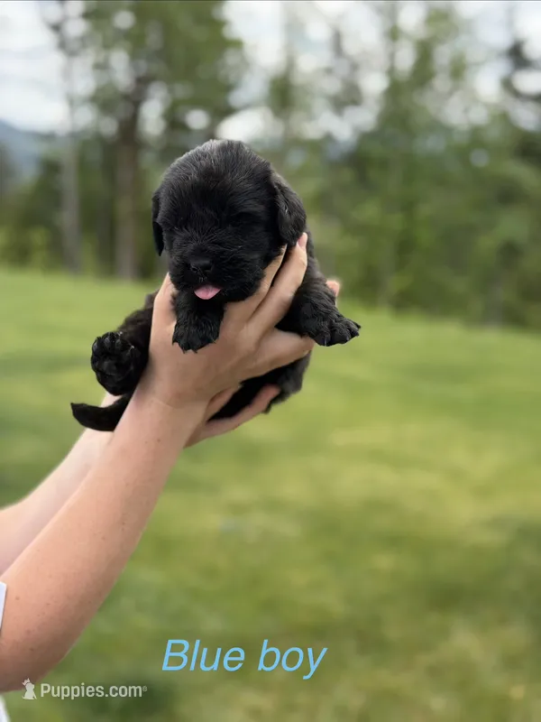 Harry – Newfoundland puppy for sale in Vader, WA