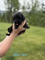 Harry, a male Newfoundland for sale in Vader, WA – 1 of 4