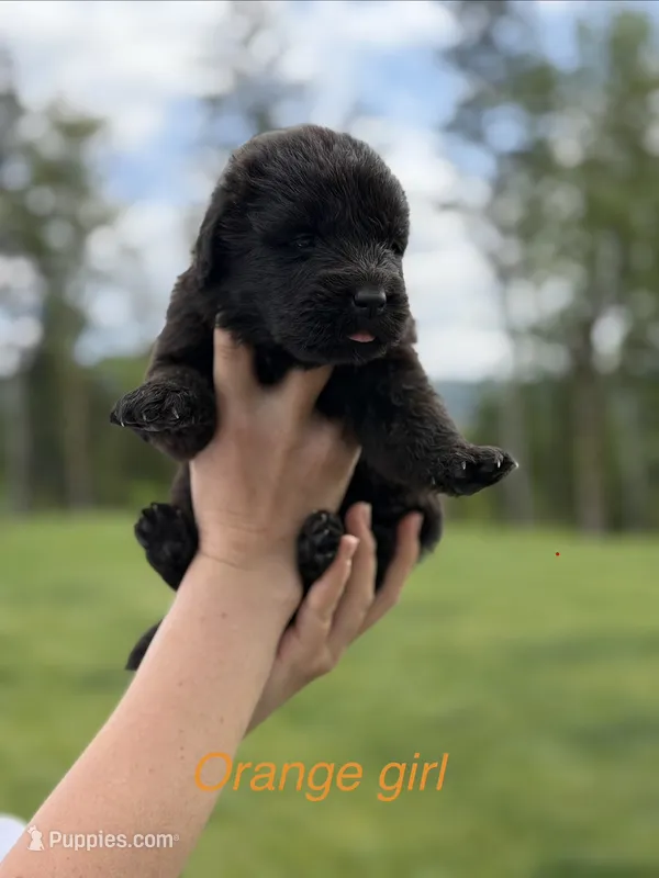 Sunny – Newfoundland puppy for sale in Vader, WA