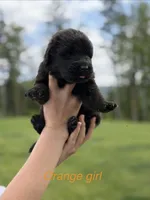Sunny, a female Newfoundland for sale in Vader, WA – 1 of 4
