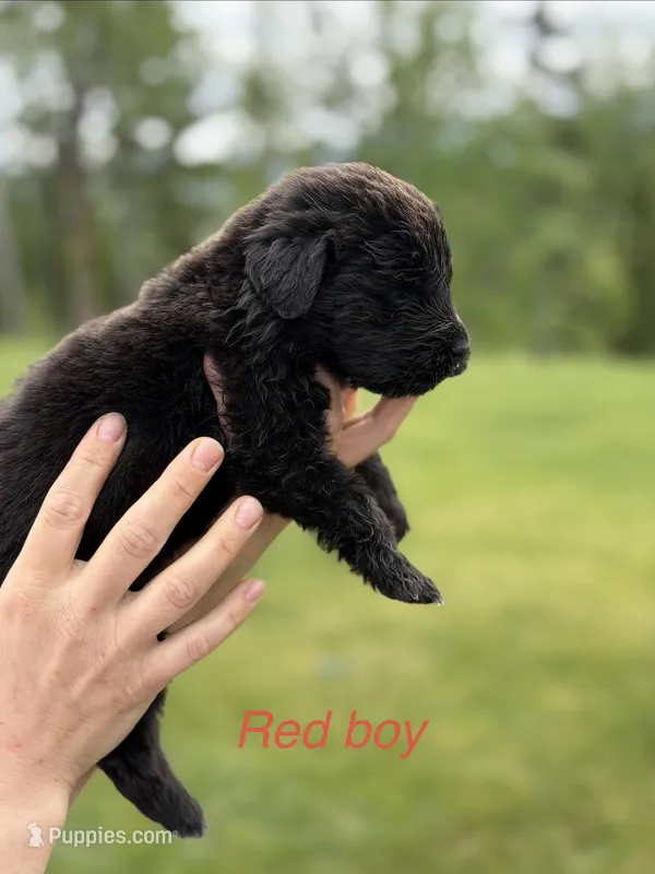 Grunt – Newfoundland puppy for sale in Vader, WA