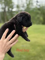 Grunt, a male Newfoundland for sale in Vader, WA – 1 of 4