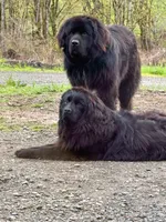 Grunt, a male Newfoundland for sale in Vader, WA – 3 of 4