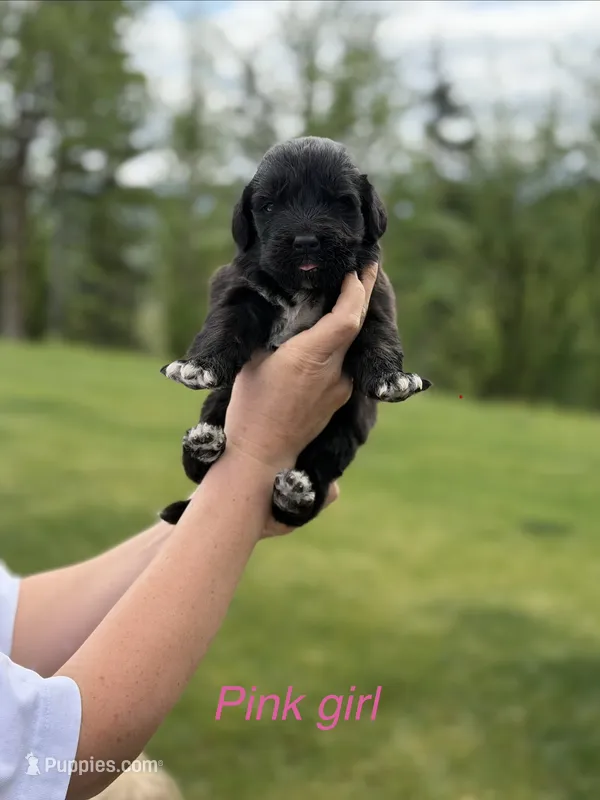 Socks – Newfoundland puppy for sale in Vader, WA