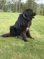 Sunny, a female Newfoundland for sale in Vader, WA – 2 of 4