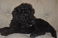 Lady Vela, a female Goldendoodle for sale in Casa Grande, AZ – 2 of 2