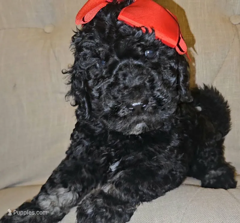Lumi Girl – Goldendoodle puppy for sale in Casa Grande, AZ