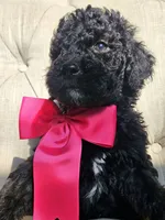 Nola Girl, a female Goldendoodle for sale in Casa Grande, AZ – 2 of 3