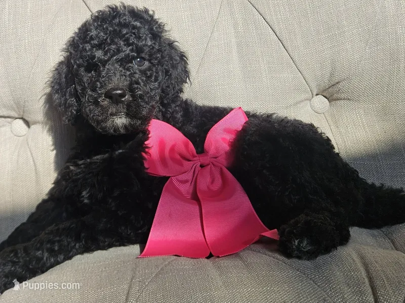 Nola Girl – Goldendoodle puppy for sale in Casa Grande, AZ