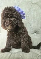 Moka Girl, a female Goldendoodle for sale in Casa Grande, AZ – 2 of 2