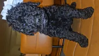 Koda Girl, a female Goldendoodle for sale in Casa Grande, AZ – 2 of 2